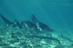 Formvollendet schwimmt ein Bullenhai Prachtexemlar an (00007429)