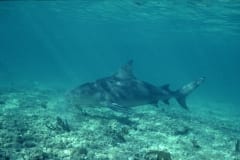 Bullenhai schwimmt zielgerichtet ueber den flachen Me (00007431)