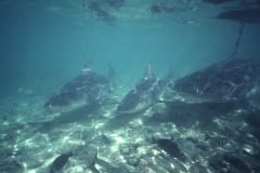 Bullenhaie patrouillieren ueber dem flachen steinigen (00007433)