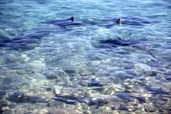 Bullenhaie nur wenige Meter vom Strand (00007453)