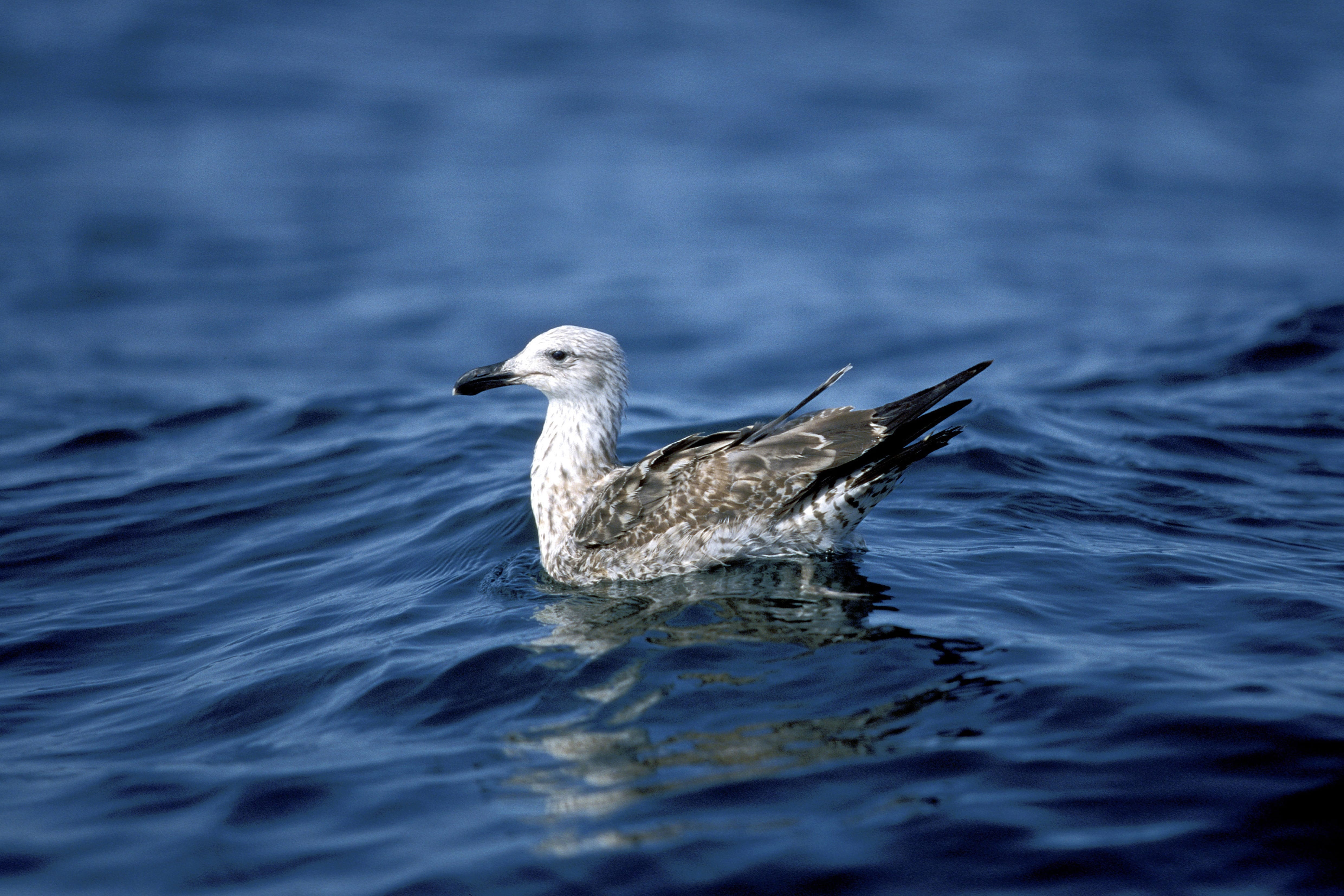 Young Kelp gull on the sea (00006945)