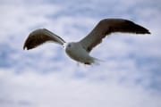 Flying young Kelb gull (00004244)