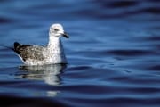 Young Kelp Gull on the sea (00004268)