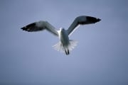 Flying young Kelp gull (00004302)