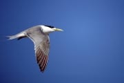 Flying Swift tern (00004015)