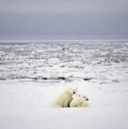 Polar Bear mother and cub in the Hudson Bay (00090021)