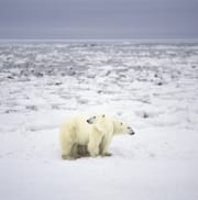 Polar bears in the endless Arctic-wide (00090022)