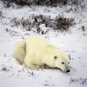 Resting Polar Bear (00090024)
