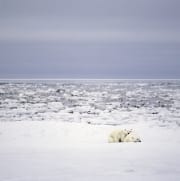 Ruhende Eisbaeren in der Hudson Bay (00090031)