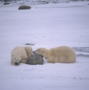 Ruhende Eisbaeren in der Hudson Bay (00090041)