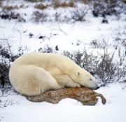 Resting Polar Bear (00090042)