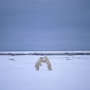 Kaempfende Eisbaeren in der Hudson Bay (00090064)