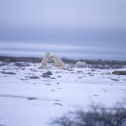 Kaempfende Eisbaeren in der Hudson Bay (00090066)