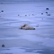 Entspannte Eisbaeren in der Hudson Bay (00090069)