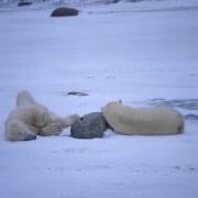 Eisbaeren in der Hudson Bay ruhen sich aus (00090071)