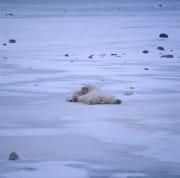 Total entspannte Eisbaeren in der Hudson Bay (00090072)