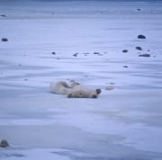 Entspannte Eisbaeren in der Hudson Bay (00090073)