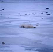 Entspannte Eisbaeren in der Hudson Bay (00090074)