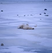 Entspannte Eisbaeren in der Hudson Bay (00090075)