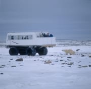 Eisbaeren und Tundra Buggy (00090088)
