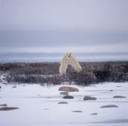 Kaempfende Eisbaeren in der Tundra (00090093)