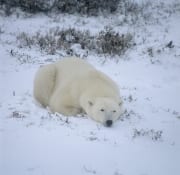 Liegender Eisbaer in der Tundra (00090100)
