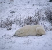 Liegender Eisbaer in der Tundra (00090101)