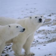 Eisbaeren in der Tundra (00090116)