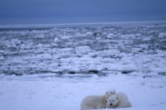 Eisbaeren in der Hudson Bay (00090020)