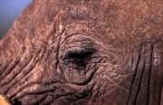 Portraet Afrikanischer Elefant (00013350)