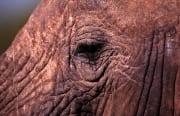 Portraet Afrikanischer Elefant (00013351)