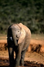 Afrikanischer Elefant frontal (00016067)