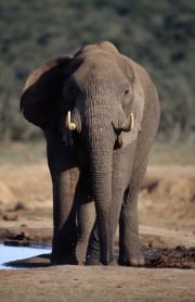 Afrikanischer Elefant an Wasserstelle (00016073)