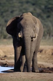Afrikanischer Elefant an der Wasserstelle (00016074)