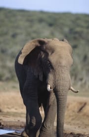 Afrikanischer Elefant an einer Wasserstelle (00016079)