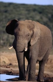 Afrikanischer Elefant an der Wasserstelle (00016080)