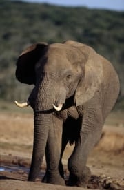 Afrikanischer Elefant entfernt sich von der Wasserste (00016082)