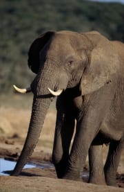 Afrikanischer Elefant hat Durst (00016083)