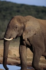 Afrikanischer Elefant an der Wasserstelle (00016084)
