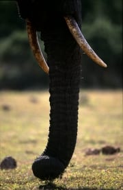 Afrikanischer Elefant frontal (00016085)