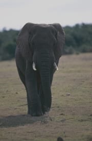 Afrikanischer Elefant (00016086)