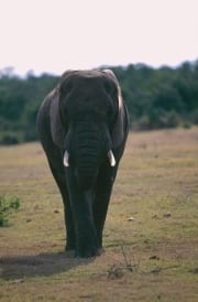Afrikanischer Elefant (00016087)