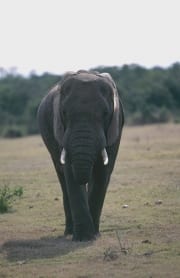 Afrikanischer Elefant frontal (00016088)