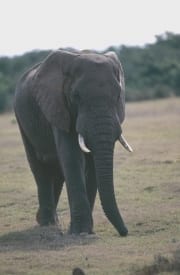 Afrikanischer Elefant (00016089)