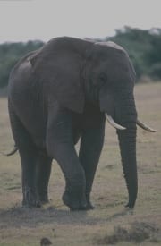 Afrikanischer Elefant (00016090)