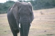 Afrikanischer Elefant (00016092)