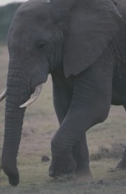 Afrikanischer Elefant frontal (00016094)