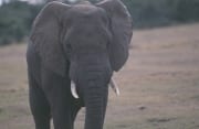 Afrikanischer Elefant Portraet frontal (00016095)