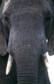 Afrikanischer Elefant Portraet frontal (00016099)