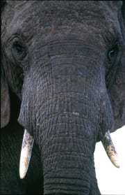 Afrikanischer Elefant Portraet frontal (00016100)